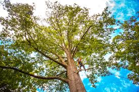 Best Tree Health Inspection  in Harrison, NY