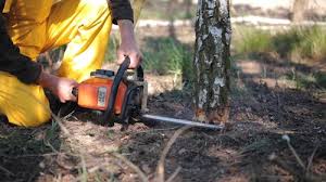Best Tree Maintenance Programs  in Harrison, NY