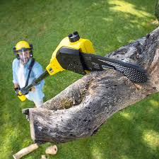 Best Palm Tree Trimming  in Harrison, NY