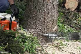 Harrison, NY Tree Removal Company