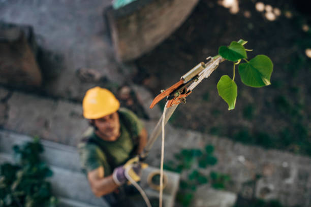 Best Tree Maintenance Programs  in Harrison, NY
