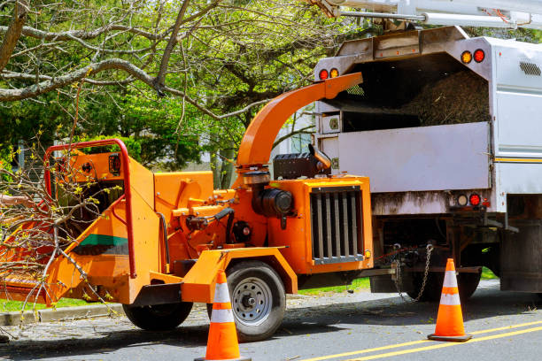 Best Seasonal Cleanup (Spring/Fall)  in Harrison, NY