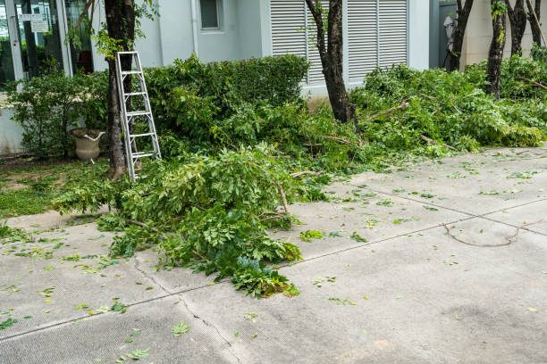Best Lawn Pest Prevention  in Harrison, NY