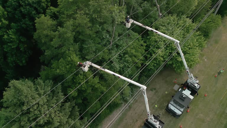 Best Tree Risk Assessment  in Harrison, NY