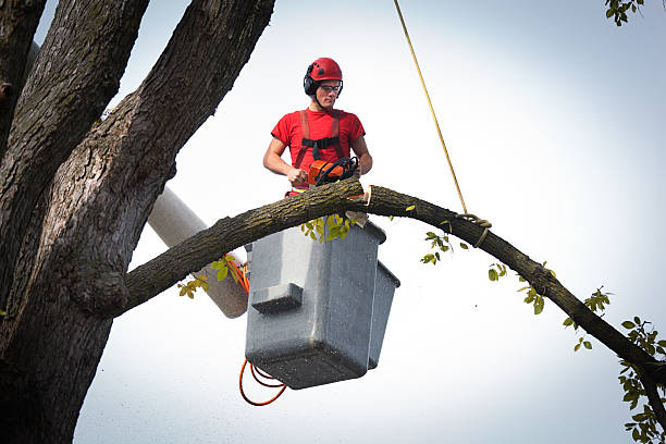 Best Emergency Tree Removal  in Harrison, NY